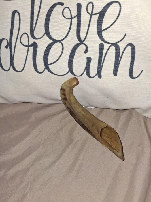 CORNE DE MOUTON - petit modèle