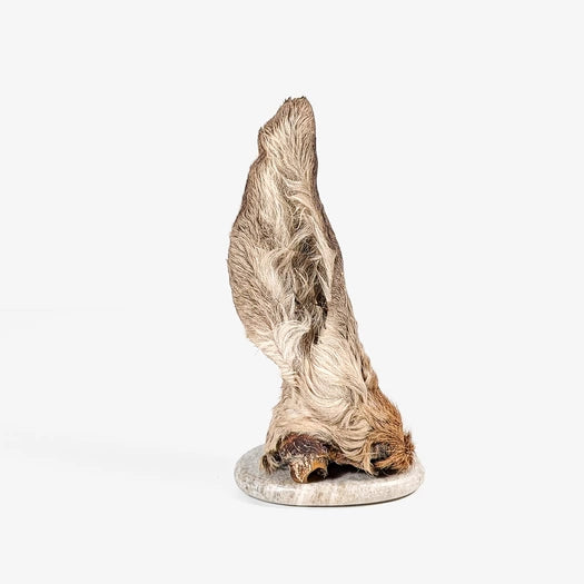 Oreilles de cerf avec poils