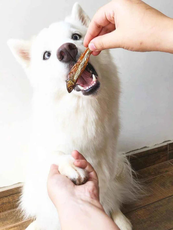 Friandises d'Anchois pour chiens et chats - 100 gr