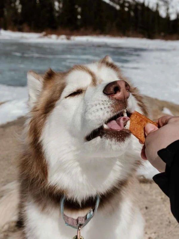 Lamelles de bœuf pour chiens et chats - 100 gr