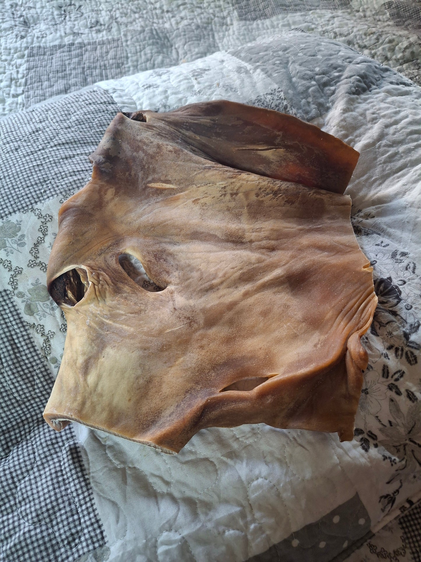 Plaque de peau de bœuf- XXL - Spécial grosses machoires