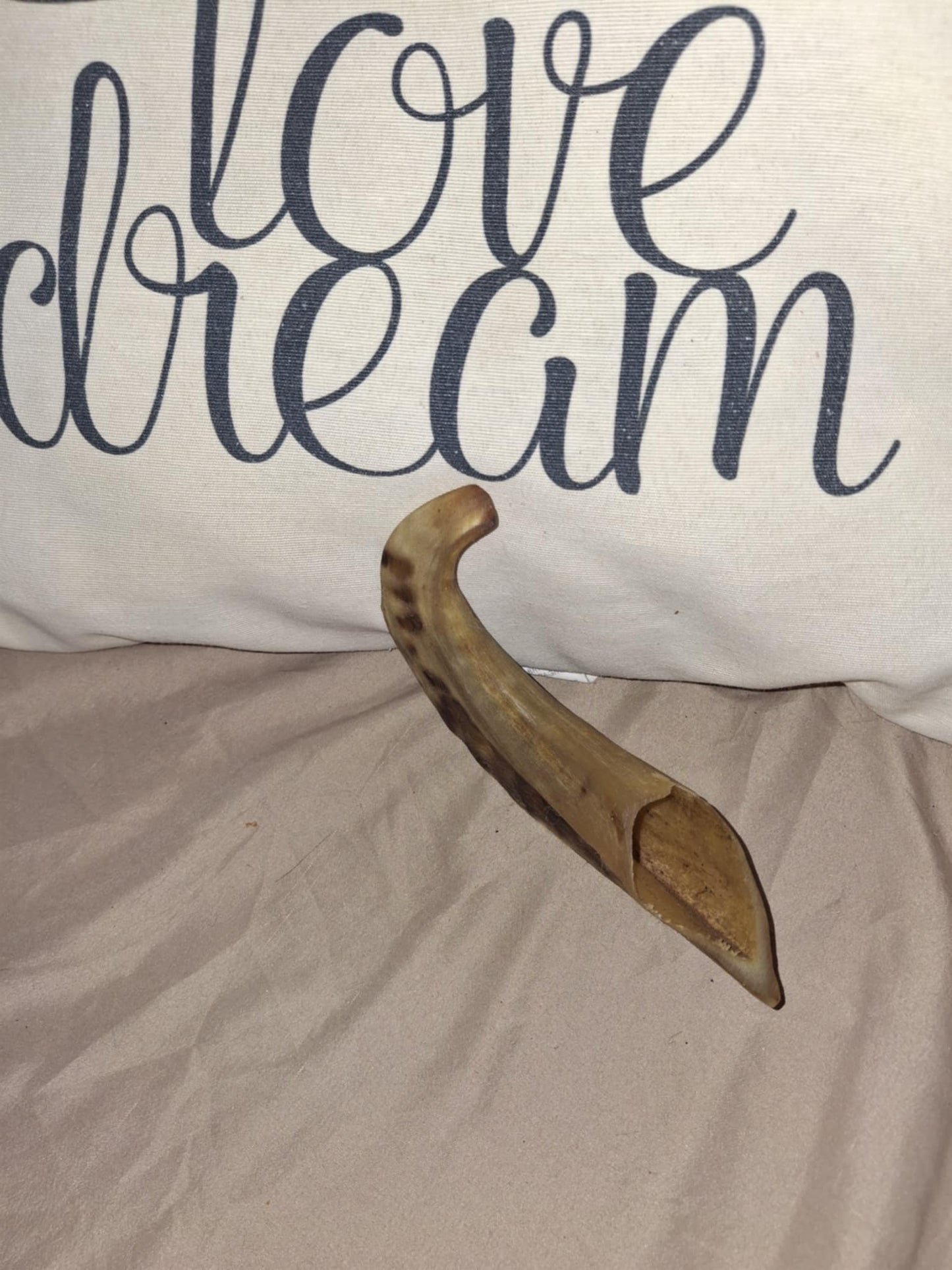 CORNE DE MOUTON - petit modèle