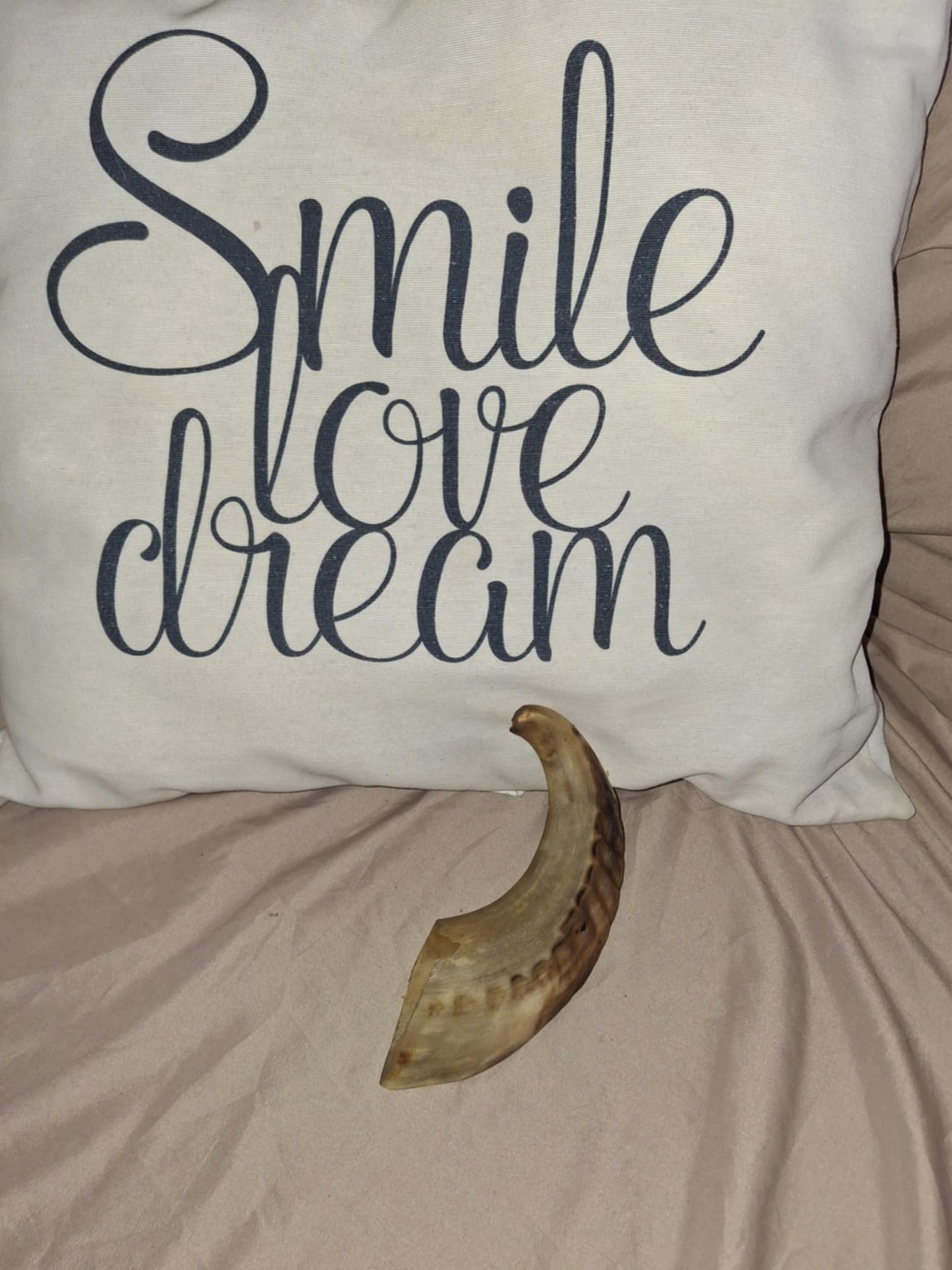 CORNE DE MOUTON - petit modèle