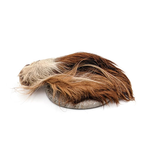 Oreilles de boeuf poilues avec conques