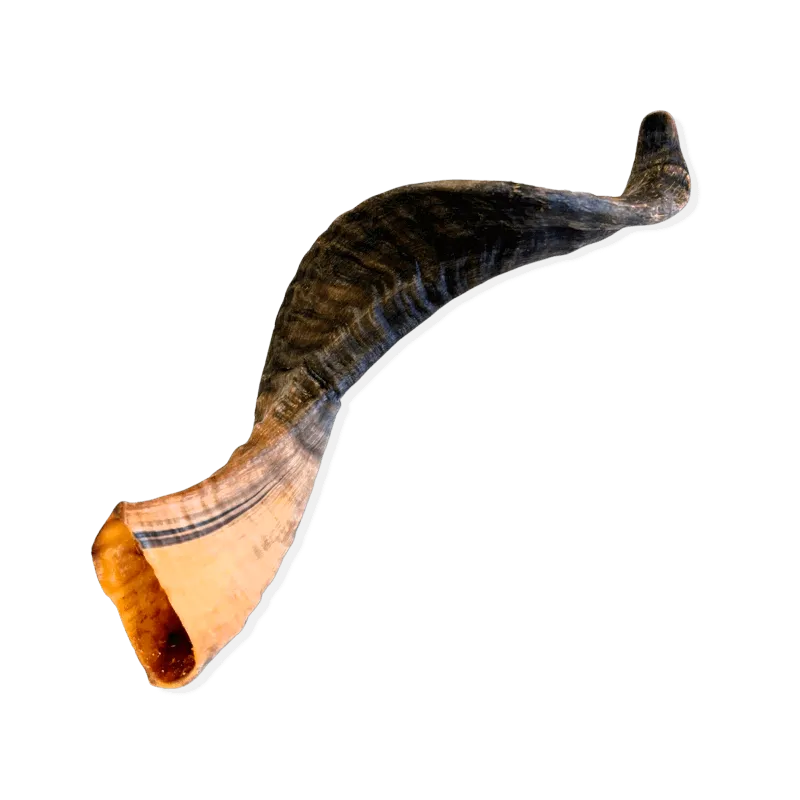 Corne de mouton pour chien - Taille L