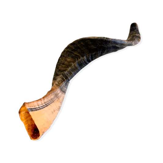 Corne de mouton pour chien - Taille L