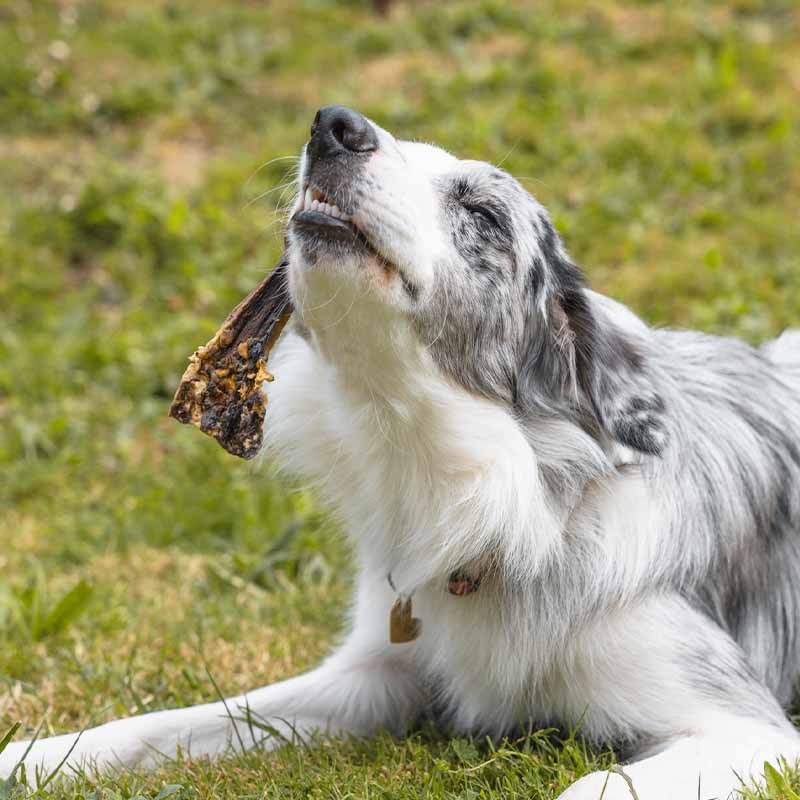 Peau de Sanglier pour chien