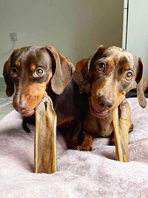Peau de Sanglier pour chien