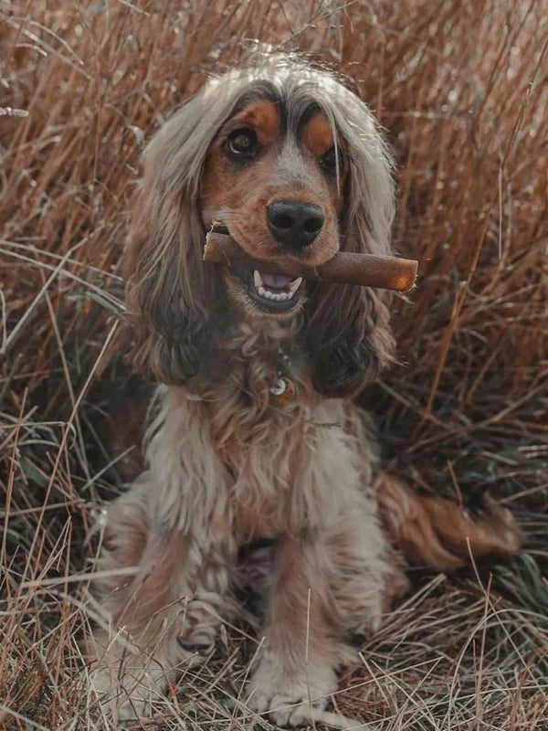 Peau de Sanglier pour chien