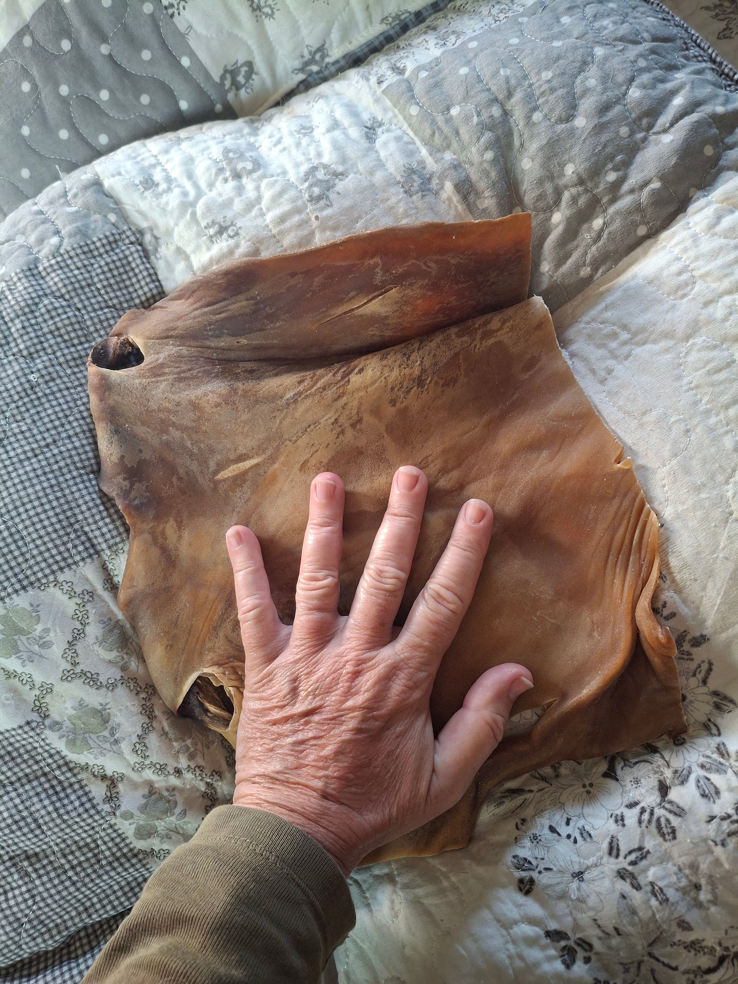 Plaque de peau de bœuf- XXL - Spécial grosses machoires