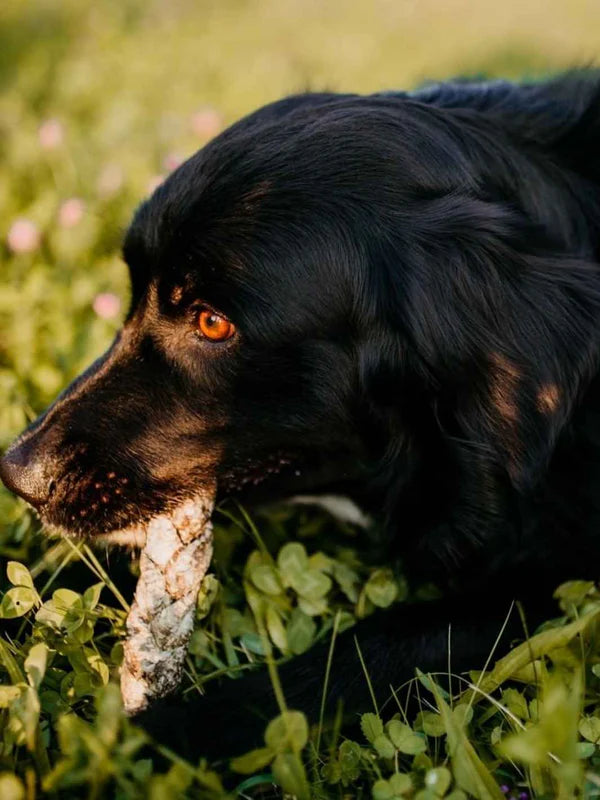 Tresses de peau de morue